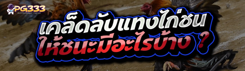 เคล็ดลับแทงไก่ชน